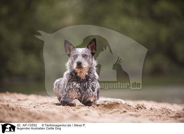 liegender Australian Cattle Dog / lying Australian Cattle Dog / AP-13552