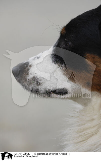 Australian Shepherd / Australian Shepherd / AP-02423