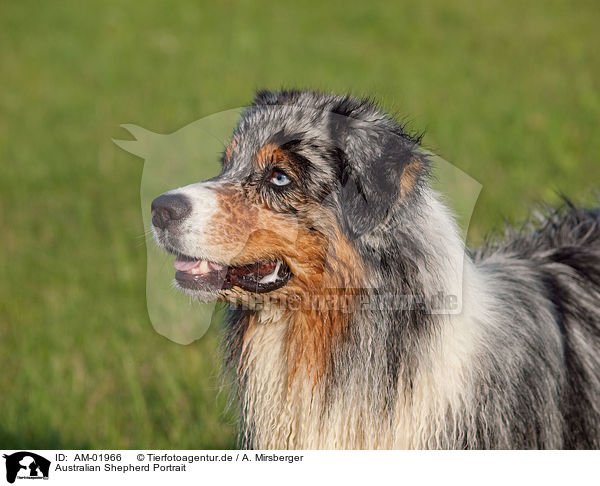 Australian Shepherd Portrait / Australian Shepherd Portrait / AM-01966