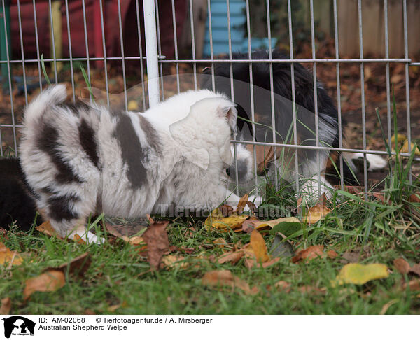 Australian Shepherd Welpe / Australian Shepherd Puppy / AM-02068