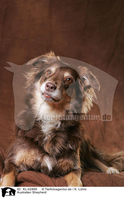 Australian Shepherd / Australian Shepherd / KL-02866