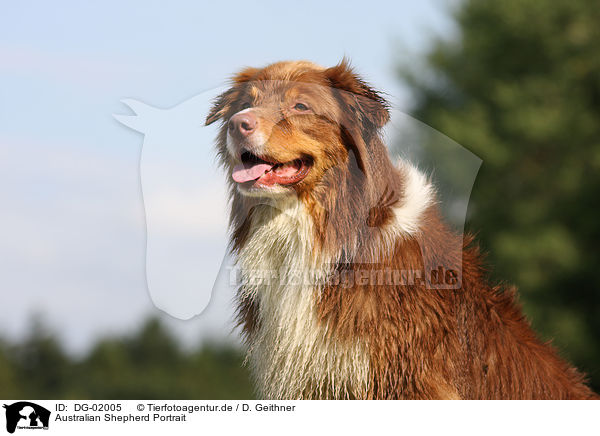 Australian Shepherd Portrait / Australian Shepherd Portrait / DG-02005