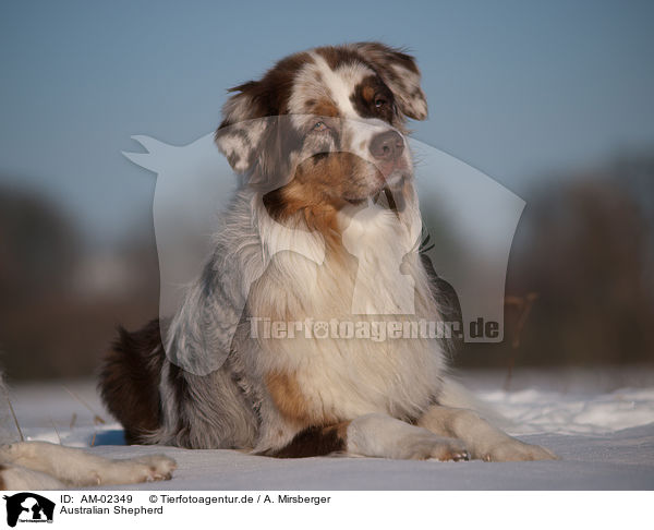 Australian Shepherd / Australian Shepherd / AM-02349