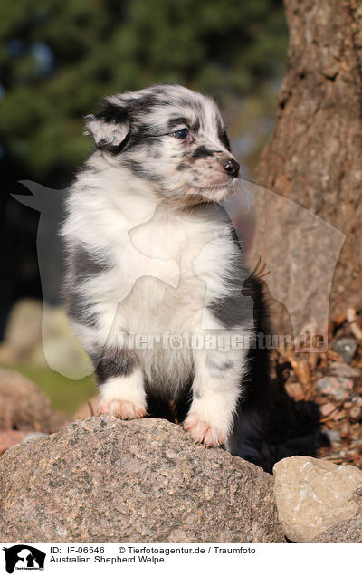 Australian Shepherd Welpe / Australian Shepherd Puppy / IF-06546