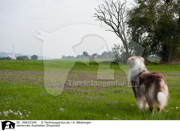 stehender Australian Shepherd / standing Australian Shepherd / AM-03348