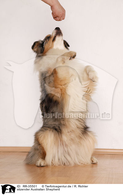 sitzender Australian Shepherd / sitting Australian Shepherd / RR-35501