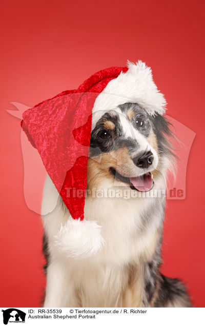 Australian Shepherd Portrait / Australian Shepherd Portrait / RR-35539
