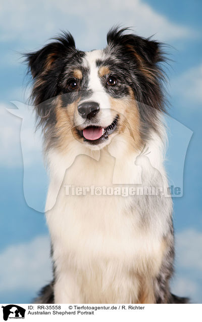 Australian Shepherd Portrait / Australian Shepherd Portrait / RR-35558