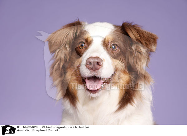 Australian Shepherd Portrait / Australian Shepherd Portrait / RR-35628