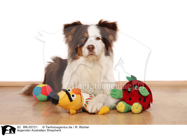 liegender Australian Shepherd / lying Australian Shepherd / RR-35721