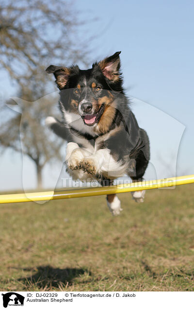 Australian Shepherd / Australian Shepherd / DJ-02329