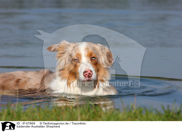 badender Australian Shepherd / bathing Australian Shepherd / IF-07869