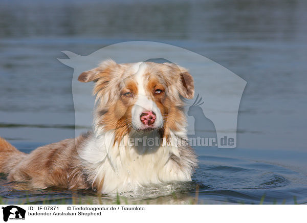 badender Australian Shepherd / bathing Australian Shepherd / IF-07871