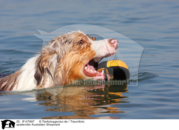 spielender Australian Shepherd / playing Australian Shepherd / IF-07897