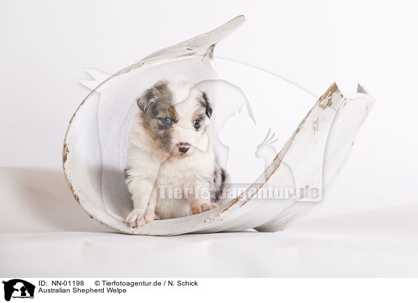 Australian Shepherd Welpe / Australian Shepherd Puppy / NN-01198