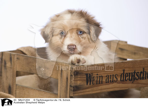 Australian Shepherd Welpe / Australian Shepherd Puppy / NN-01204