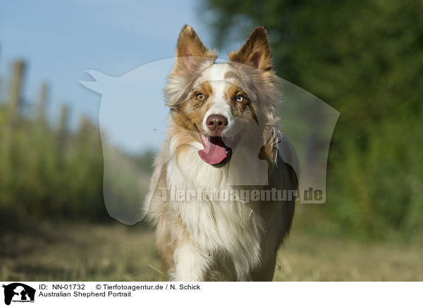 Australian Shepherd Portrait / Australian Shepherd Portrait / NN-01732