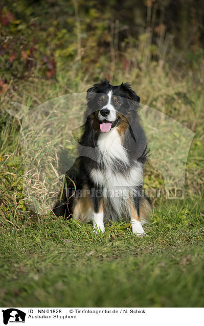 Australian Shepherd / Australian Shepherd / NN-01828