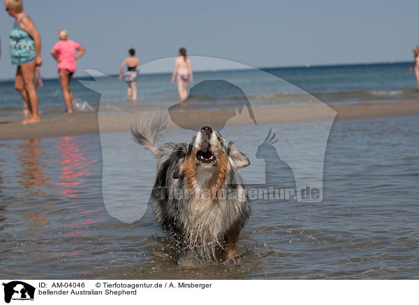 bellender Australian Shepherd / barking Australian Shepherd / AM-04046