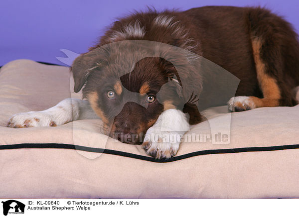 Australian Shepherd Welpe / Australian Shepherd Puppy / KL-09840