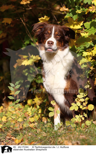 sitzender Australian Shepherd / sitting Australian Shepherd / JH-17244