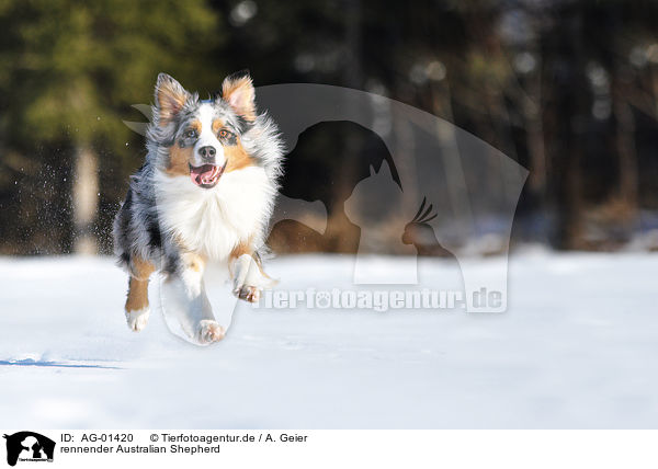 rennender Australian Shepherd / running Australian Shepherd / AG-01420