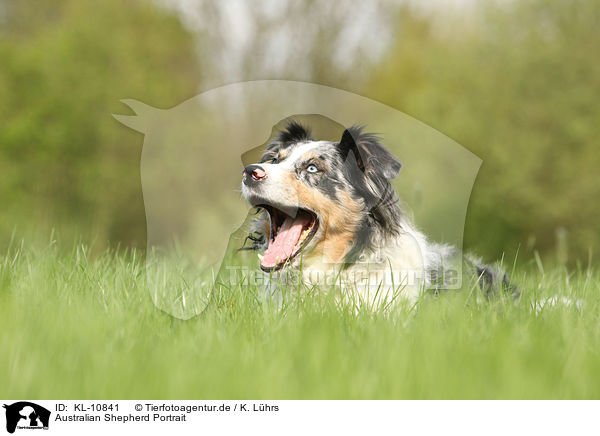 Australian Shepherd Portrait / Australian Shepherd Portrait / KL-10841