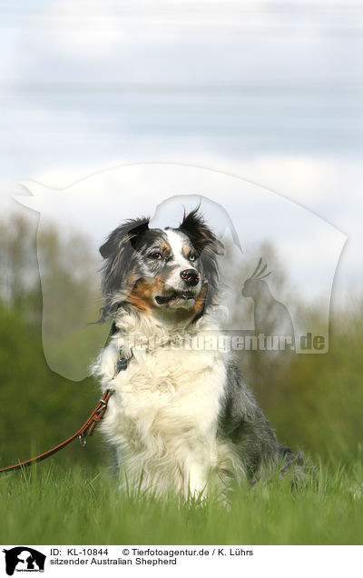 sitzender Australian Shepherd / sitting Australian Shepherd / KL-10844