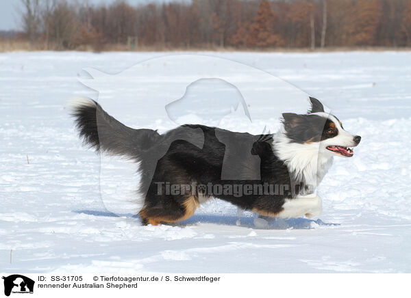 rennender Australian Shepherd / running Australian Shepherd / SS-31705