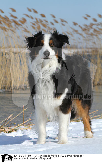 stehender Australian Shepherd / standing Australian Shepherd / SS-31750
