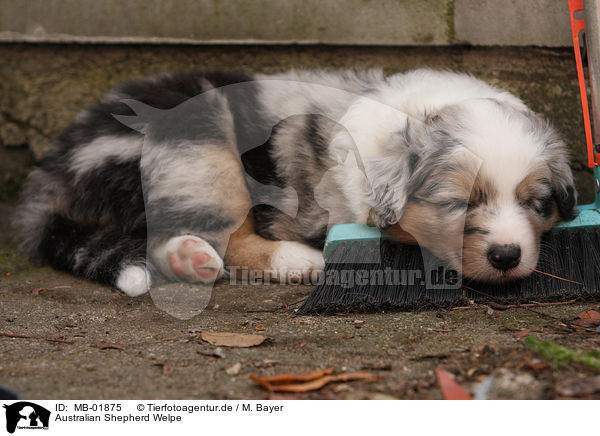 Australian Shepherd Welpe / Australian Shepherd Puppy / MB-01875