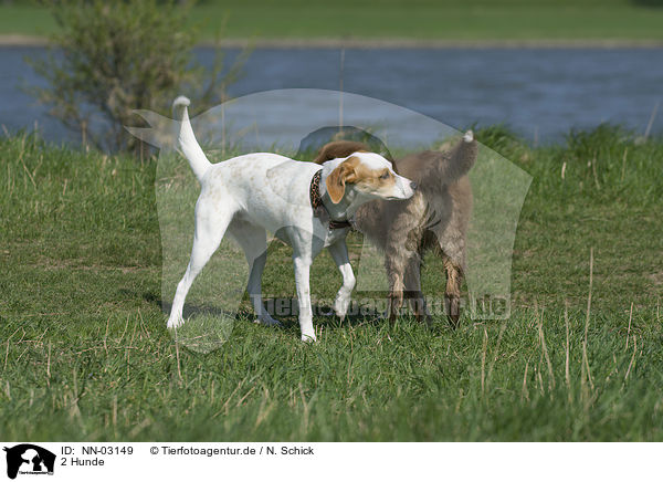 2 Hunde / 2 dogs / NN-03149