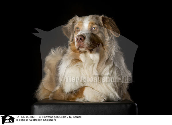 liegender Australian Shepherd / lying Australian Shepherd / NN-03383