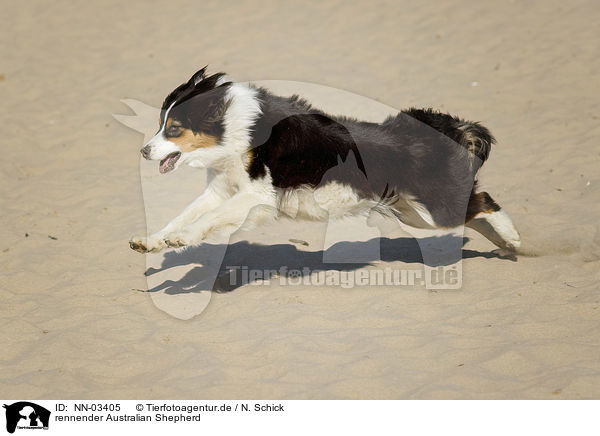 rennender Australian Shepherd / running Australian Shepherd / NN-03405