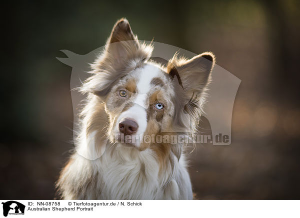 Australian Shepherd Portrait / Australian Shepherd Portrait / NN-08758