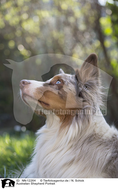 Australian Shepherd Portrait / Australian Shepherd Portrait / NN-12264