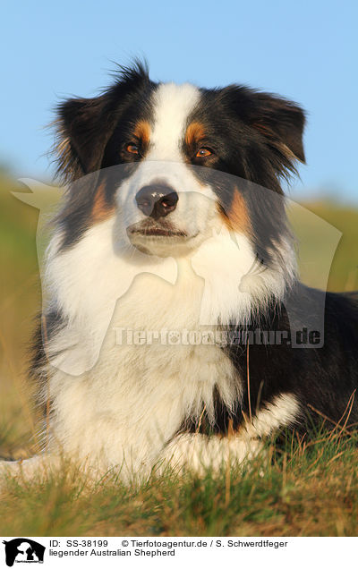 liegender Australian Shepherd / lying Australian Shepherd / SS-38199