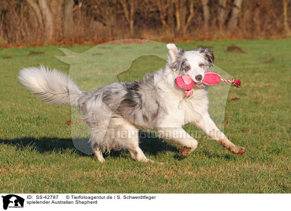 spielender Australian Shepherd / playing Australian Shepherd / SS-42787