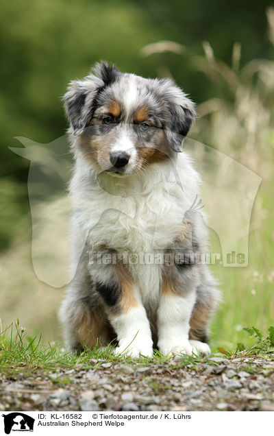 Australian Shepherd Welpe / Australian Shepherd Puppy / KL-16582