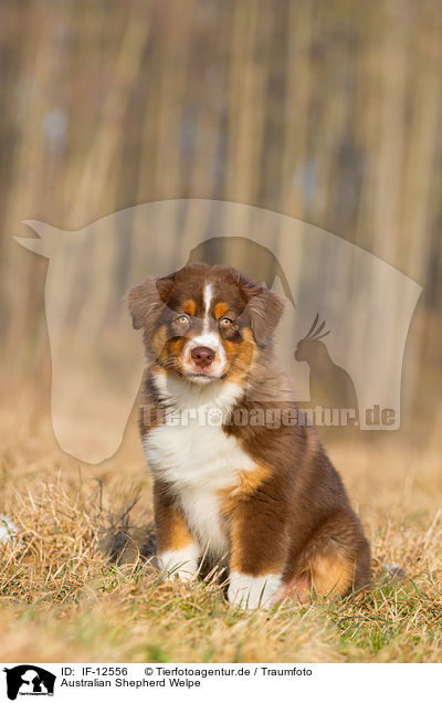 Australian Shepherd Welpe / Australian Shepherd Puppy / IF-12556