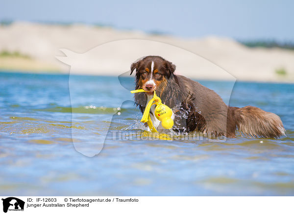 junger Australian Shepherd / young Australian Shepherd / IF-12603