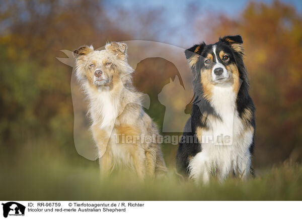 tricolor und red-merle Australian Shepherd / tricolor and red-merle Australian Shepherd / RR-96759