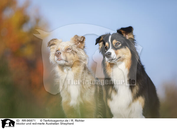 tricolor und red-merle Australian Shepherd / tricolor and red-merle Australian Shepherd / RR-96871