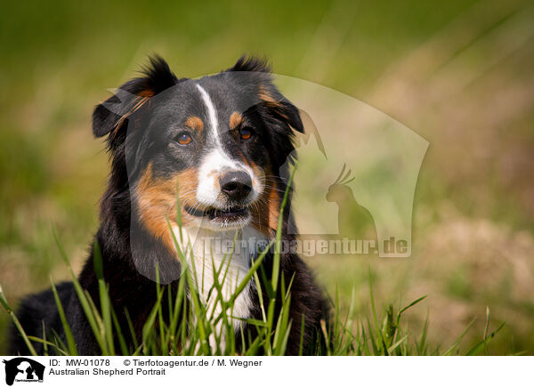 Australian Shepherd Portrait / Australian Shepherd Portrait / MW-01078