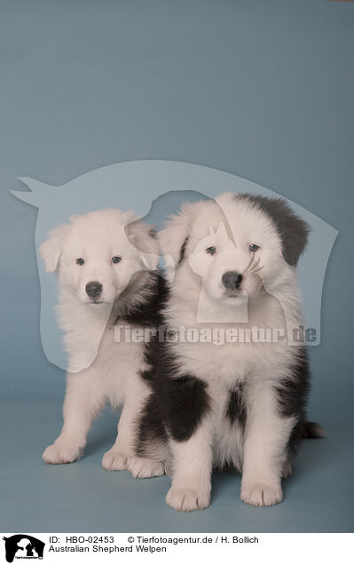 Australian Shepherd Welpen / Australian Shepherd Puppies / HBO-02453