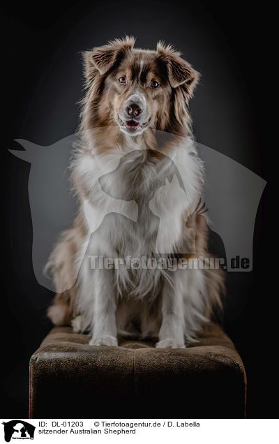 sitzender Australian Shepherd / sitting Australian Shepherd / DL-01203