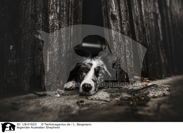 liegender Australian Shepherd / lying Australian Shepherd / LB-01623