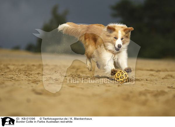 Border Collie in Farbe Australian red-white / Border Collie with color Australian red-white / KB-01096