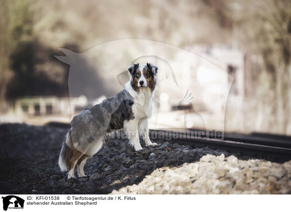 stehender Australian Shepherd / standing Australian Shepherd / KFI-01538