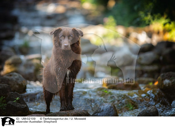 sitzender Australian Shepherd / sitting Australian Shepherd / UM-02109